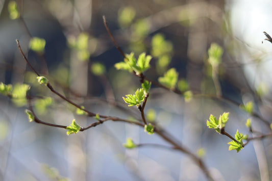 Blooming Buds and the Gift of Seasons
