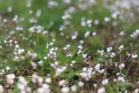 Spring's Arrival in the Pacific Northwest