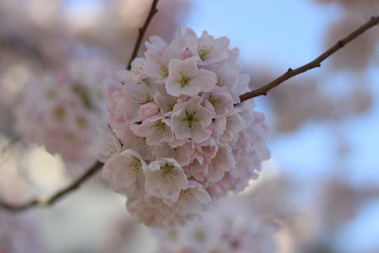 Cherry Blossoms and the Vibrancy of Spring