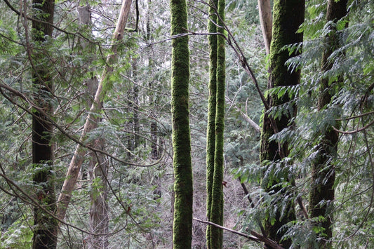 Rainy Days and Signs of Spring