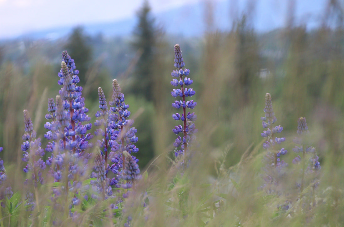 End of Spring, Summer, and Rainy Days